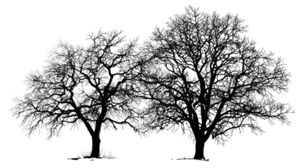 Two winter leafless tree silhouettes artistic natural outline on transparent background