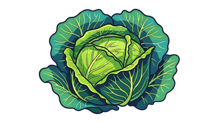 Fresh green cabbage isolated on a white background healthy organic vegetable ingredient. Vector illustration of raw leafy garden produce for nutritious vegetarian diet and culinary cooking artwork.
