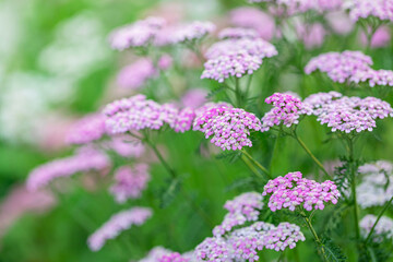 Graceful Pink Flowers Blooming Softly Amidst Vibrant Green Foliage