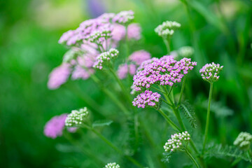 Delicate Pink Flowers Blooming Gracefully Amidst Lush Green Foliage