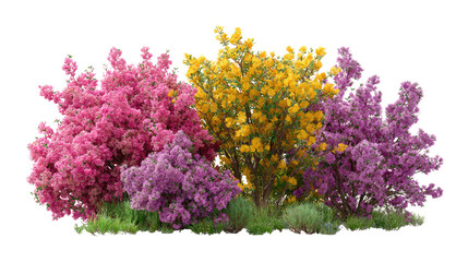 Colorful garden shrubs with pink yellow and purple flowers on transparent background

