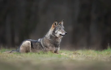Fotobehang Muziek Grey wolf ( Canis lupus ) close up  © Piotr Krzeslak