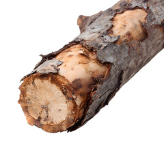 Detailed Closeup of Broken Tree Branch Exposing Inner Wood Texture