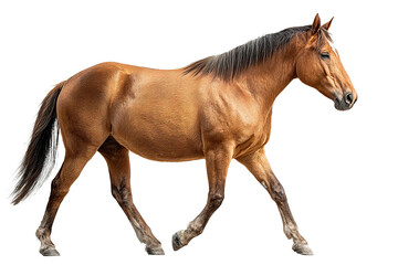 Brown horse walking slowly with one front leg raised, showing shiny coat and black mane and tail, isolated on transparency background with natural light and clear details