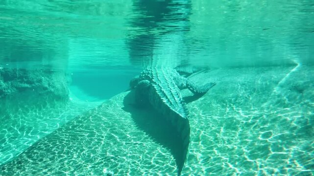An underwater view of a crocodile resting on a submerged rock, showcasing its textured skin and the serene, rippling patterns of light in a calm aquatic At AL Ain Zoo