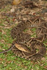Fototapeta premium Fer-de-lance or common lancehead snake (Bothrops atrox). Very poisonous