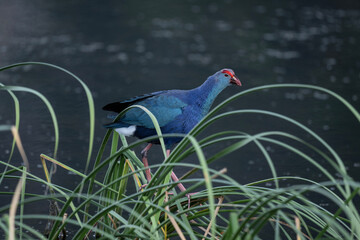 A beautiful lesser sultanka eating grass in a swamp near Hua Hin, Thailand.