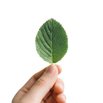 A single green leaf delicately held between a person s fingertips