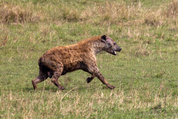 Spotted Hyena that is injured running in Maasai Mara National Park in Kenya Africa KEN [Note the hole on left side of mouth that a Lion left]
