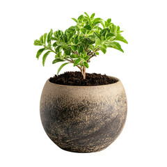 A small green plant in a rustic ceramic pot against a black background