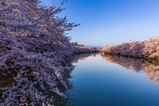 Symmetrical reflection of cherry blossoms in the morning at Hirosaki Park