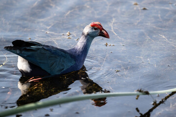 A beautiful lesser sultanka eating grass in a swamp near Hua Hin, Thailand.