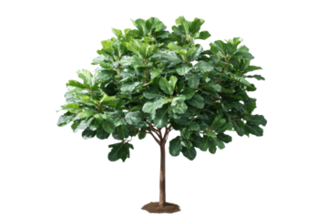 Fiddle leaf fig tree with large green leaves on black background plant, Isolated On White Background, Png Transparent