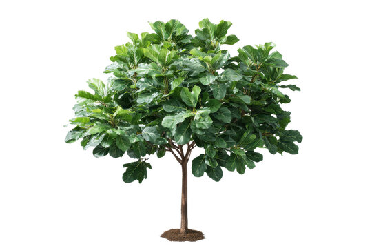 Fiddle leaf fig tree with large green leaves on black background plant, Isolated On White Background, Png Transparent