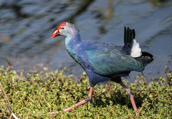 A beautiful lesser sultanka eating grass in a swamp near Hua Hin, Thailand.