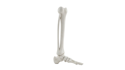 Human Leg and Foot Skeleton Anatomy Side View