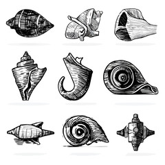 Ink illustration of various seashells in black and white on white background