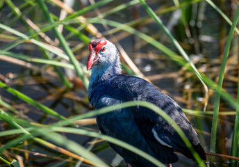 A beautiful lesser sultanka eating grass in a swamp near Hua Hin, Thailand.