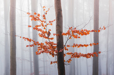 Autumn colorful leaves on branch growing from tree trunk with fog in background. Calm Czech forest background