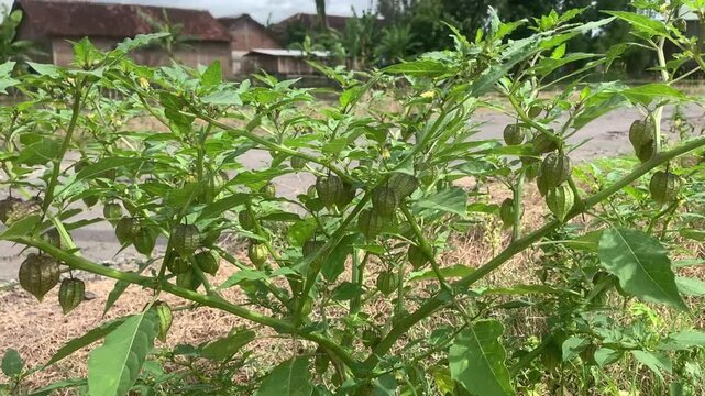 Ground Cherry Tree with Green Leaves and Natural Sunlight