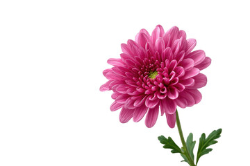 Close up of a pink chrysanthemum flower with green center and stem bloom blossom, Isolated On White Background, Png Transparent