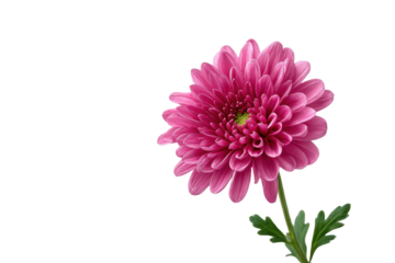 Close up of a pink chrysanthemum flower with green center and stem bloom blossom, Isolated On White Background, Png Transparent