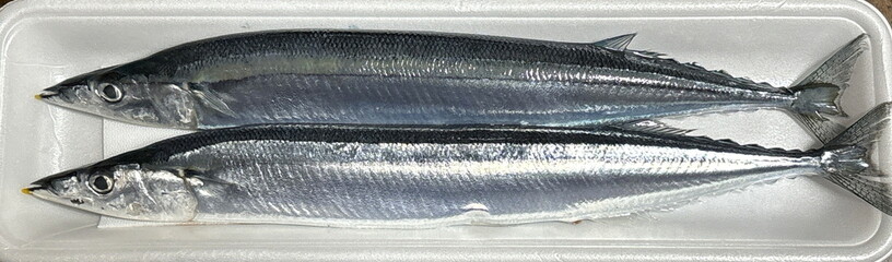 秋刀魚_さんま