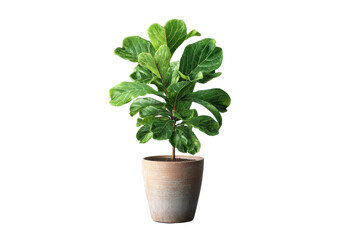 Fiddle leaf fig plant in a terracotta pot isolated on black background ficus, Isolated On White Background, Png Transparent