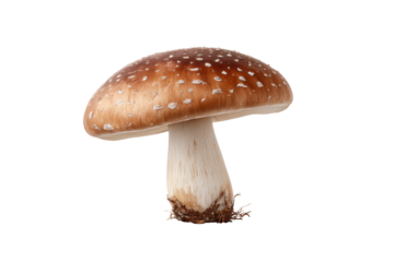 Brown mushroom with white spots on black background studio shot fungi, Isolated On White Background, Png Transparent