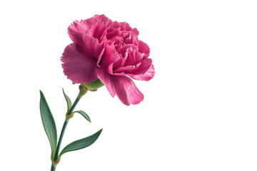 Single pink carnation flower with green stem and leaves on black background bloom, Isolated On White Background, Png Transparent