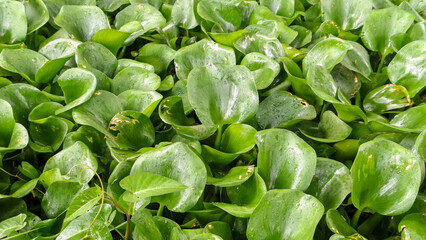 Fresh green water hyacinth leaves with water droplets. Dense aquatic plant background representing tropical nature.
