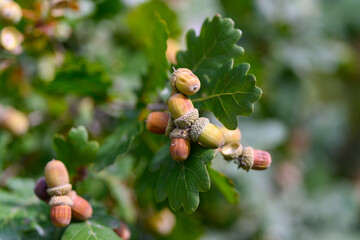 Acorns are Growing on an Oak Tree Branch Surrounded by Lush Green Leaves and Foliage
