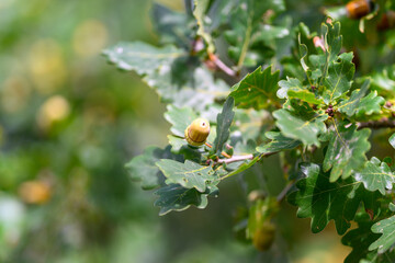A beautiful closeup showcasing the intricate details of oak leaves and acorns in nature