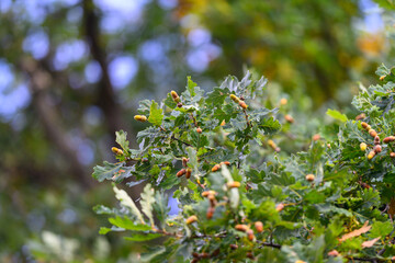 Obraz premium An UpClose Look at the Beautiful Oak Tree Leaves Featuring Acorns and Natures Splendor