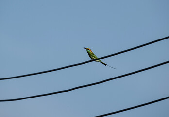 animal, animals, asia, asian green, avian, background, beak, bee eater, bees, bird, bird watching,...