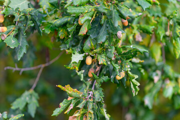 A closeup view of Oak Tree Leaves adorned with Acorns, highlighting the natural beauty