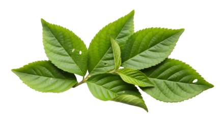 Fresh Green Rose Leaves Bunch Isolated on White Background High Resolution Macro Photography