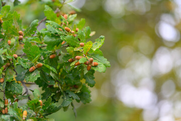 A CloseUp View of Oak Leaves Featuring Acorns Found in the Beauty of Natures Landscape