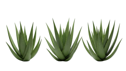 Three aloe vera plants isolated on transparent background