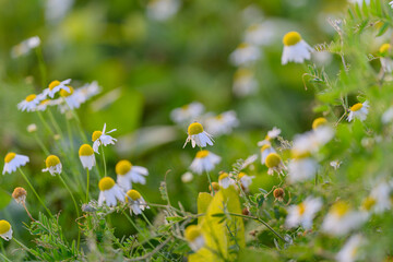 Summer memories with vibrant flowers, Bright chamomile plants along rural pathways awaken nostalgic feelings associated with warm summer afternoons and countryside tranquility