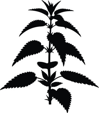 Silhouette of a stinging nettle plant with serrated leaves Vector Illustration