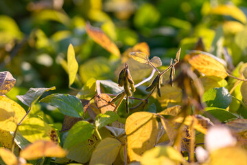 Focused image revealing individual soybean pods within dense foliage, Closeup photograph capturing specific maturity indicators on soybean pods amidst leafy canopy