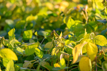 Sunlit soybean leaves with grasshopper perched, morning golden hour, dew sparkling on veined...