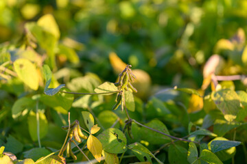 Obraz premium Extensive soybean field stretching across under warm illumination, Broader soybean canopy sprawling over vast agricultural landscape with uniform dense crop coverage