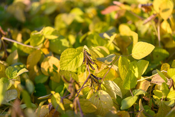 Vibrant crop detail, Mature plants under morning sun, Lush soybean plants with pods and leaves, Closeup of soybean canopy indicating harvest readiness and health