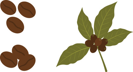 Coffee bean vector illustration set featuring roasted dark brown coffee beans and a coffee plant branch with green leaves and berries isolated on white © Aminul