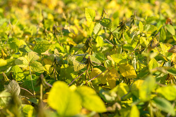Bright rural scenery, Sunlit fields with colorful leaves, Radiant farmland decorated by autumn foliage, Sundrenched soybean farms with vibrant seasonal colors and rustling foliage
