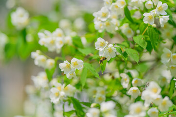 Radiant Blooming White Flowers Accompanied by Green Foliage and a Busy Bee on Them