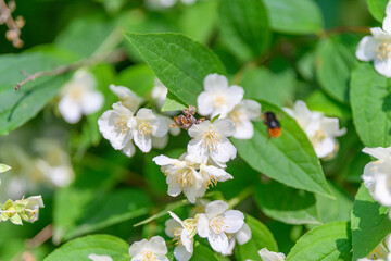 The stunning beauty of blooming flowers pairs wonderfully with a busy bee in nature
