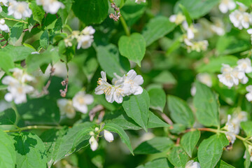 Delicate and Beautiful White Flowers Nestled Among Lush and Vibrant Green Leaves